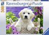 Ravensburger 500 Parça Golden Retriever Puzzle 148295