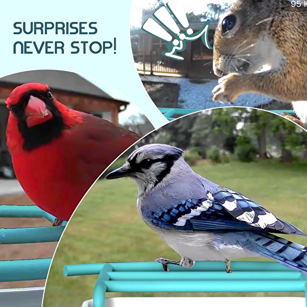 Broaimx Güneş Enerjili Kameralı Kuş Yemliği Ücretsiz Yapay Zeka Mavi