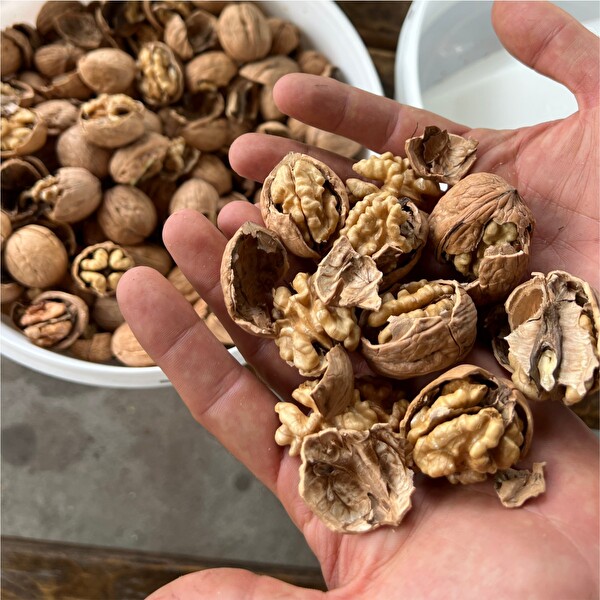Kadıoğlu CKK45 Agro Ceviz Ve Fındık Kırma Makinesi 220V