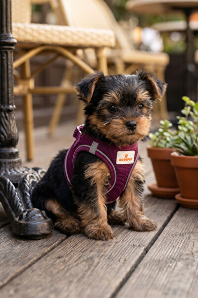 Gobypet Kediler Ve Köpekler İçin Rahat Dayanıklı Mor Göğüs Tasması XXS