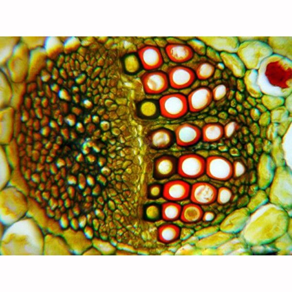 Amscope PS50A Hazır Mikroskop 50 Adet Slayt Seti