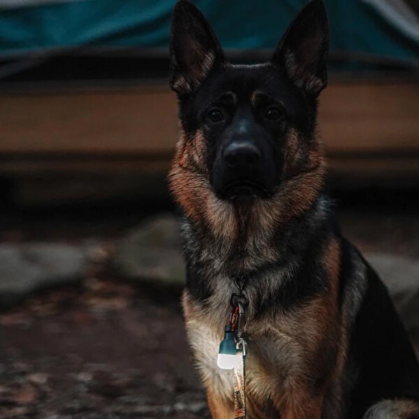 Evolite Luci Solar Site Lights Saha Işıkları