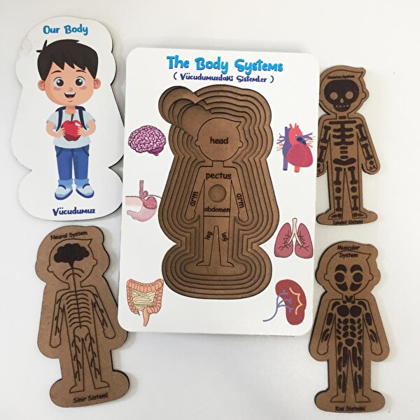 Moon Beavers Vücudumuzdaki Sistemler Erkek Boyanabilir Ahşap Oyuncak 83040