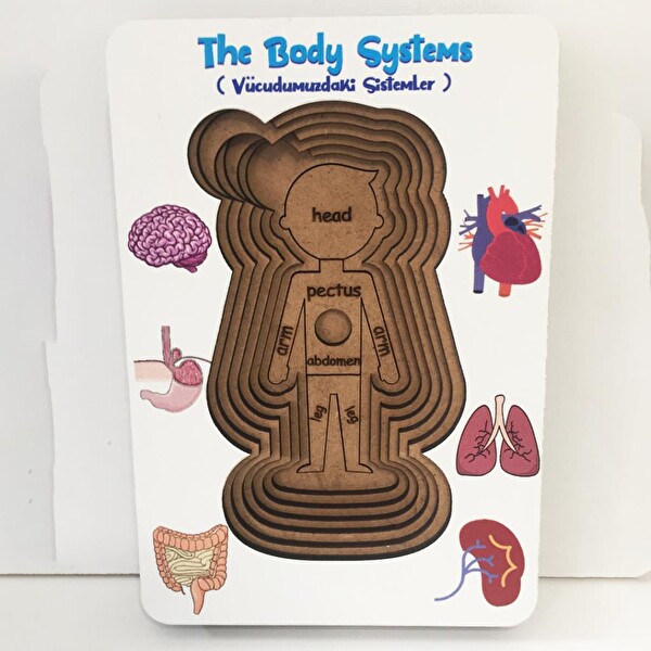 Moon Beavers Vücudumuzdaki Sistemler Erkek Boyanabilir Ahşap Oyuncak 83040