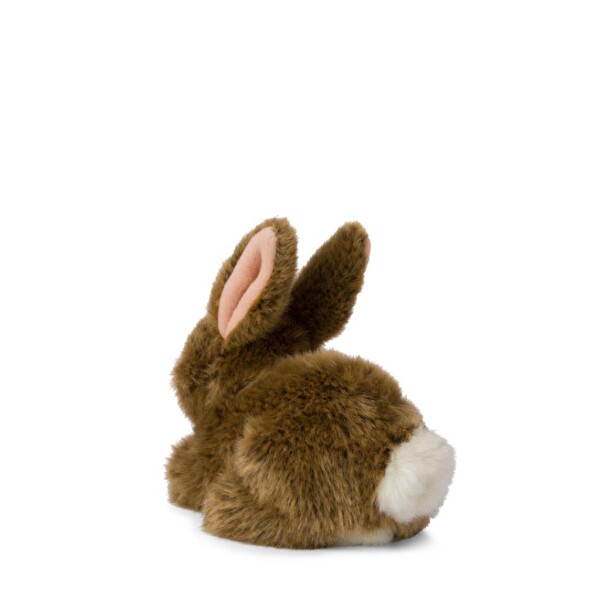 WWF 19 CM 8